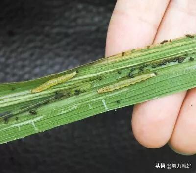 大蒜叶子上生有像蛆一样的虫,请问该如何防治?