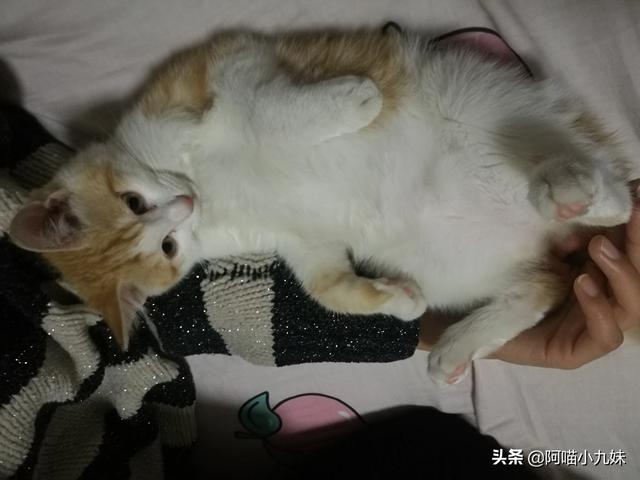 纸袋猫:为什么猫咪最喜欢跟你玩躲猫猫？