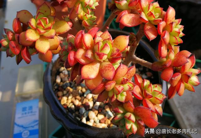 gimcat和gimpet:家里养的猫太胖了，有什么何时的运动器材？