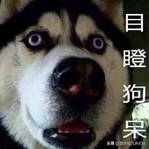 可爱萌宠图片:图片可爱萌萌哒头像 大家有没有什么萌宠表情包？越沙雕越可爱越好？