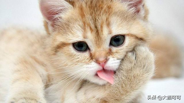猫的特点:有多少跟我一样喜欢猫咪的，你喜欢猫咪什么特质？ 猫的特点描写