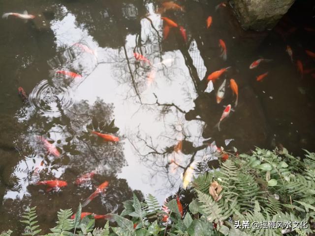 命犯水桃花是什么意思？怎么化解？