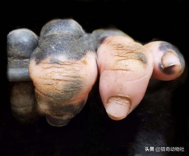 红毛猩猩的性格温顺吗:猩猩长出人类手指，是基因突变还是物种进化？