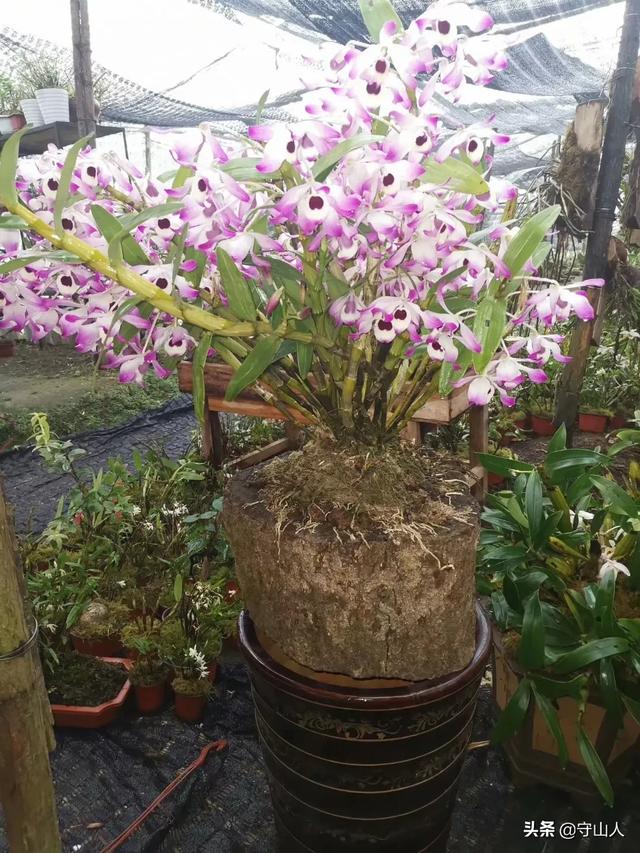 石斛图片,石斛的种类包括哪些？作用各有何不同？