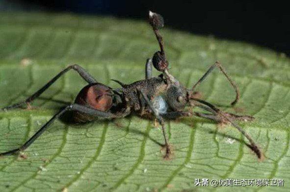 世界上最后一只僵尸，真实存在的僵尸蚂蚁，会吃人并感染人类吗