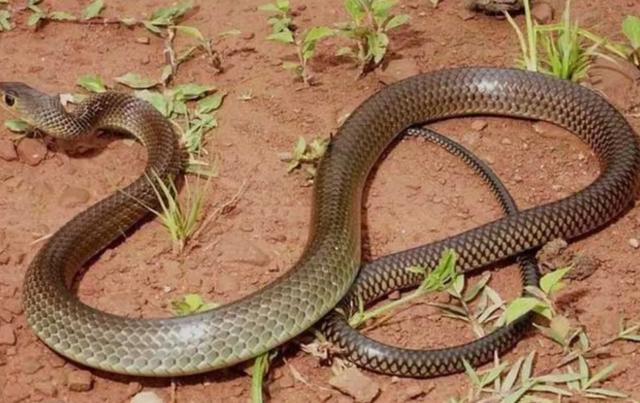 四川发现一条大蛇，老人为什么说打蛇，要么打死，要么就不要打呢