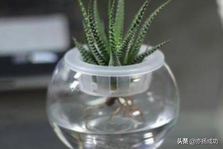 条纹十二卷爆盆:硬叶十二卷类植物可以晒太阳吗？为什么一晒就变黑？