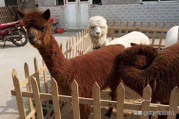宠物羊驼养殖基地:内蒙古为什么不大量发展养殖羊驼？