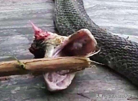 蓝长腺珊瑚蛇是眼镜蛇吗:什么东西能引起毒蛇暴躁咬人？