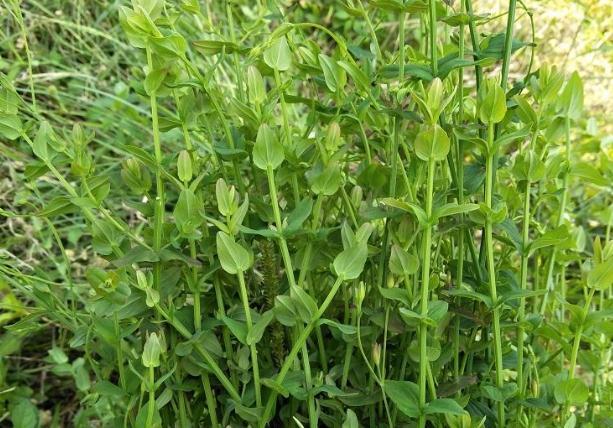 农村里有种叫做七寸金的野草有什么作用?-惠修网