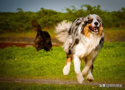 德牧训练有几种项目:德国牧羊犬弓背怎么训练和喂养？