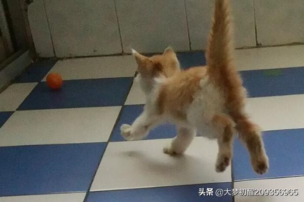 日本的盆景猫:如何用最简单的材料给猫咪做玩具？