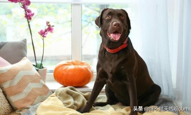 黑拉不拉多犬比别的色贵吗:拉布拉多黑色好还是白色好？
