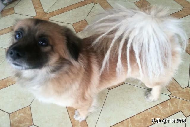 犬奴图片:养狗久了，有哪些表现才算是狗奴？