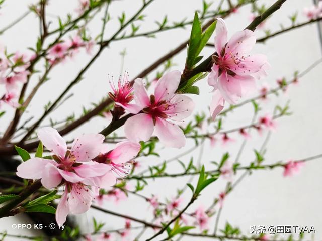 阿牛的歌:请根据阿牛的《桃花朵朵开》的歌词，拍摄出一套摄影组图？