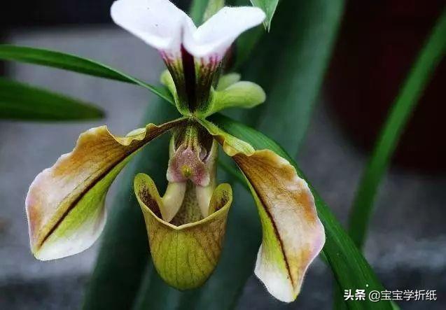 兜兰花如何养 鎣鎶的回答 头条问答