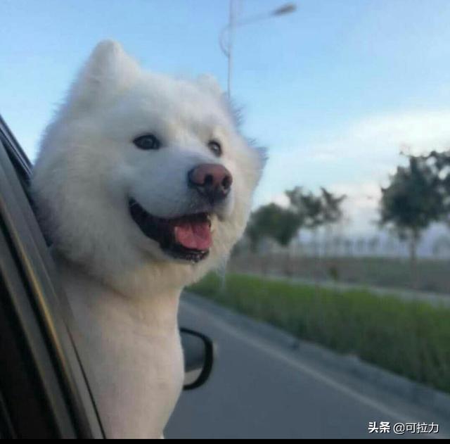 小土狗会有狂犬病吗:健康的狗狗屎会带狂犬病毒吗？