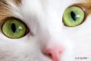 猫角膜炎症状图片:宠物猫眼睛发炎有白膜，猫眼睛睁不开怎么办？