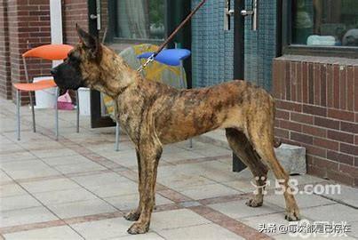 大丹狗:虎皮犬长什么样?(图片)？