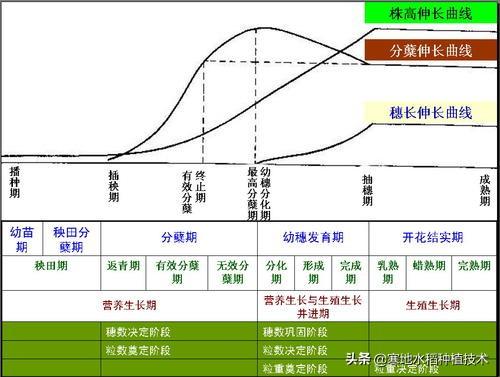 梦见青色的稻子结稻穗,水稻齐穗了，是晾田还是不晾田？