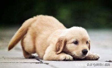 救助犬最后的遗言:你们觉得狗狗临终前最希望主人做什么？