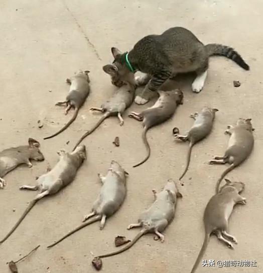消灭老鼠的鸟类有哪些:什么动物可以让老鼠无影无踪？ 鸟类捕捉老鼠最厉害的