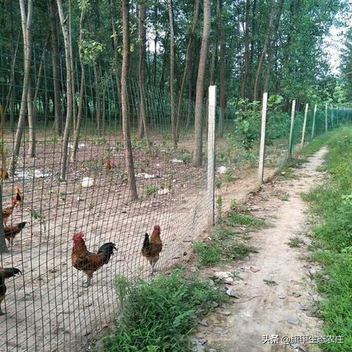 散养土鸡:农村里散养土鸡，为什么鸡窝里面总要留一个鸡蛋？