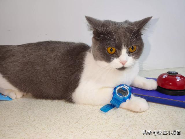 搓手猫现在怎么了:猫咪得了猫瘟怎么办？医生说不用治了，熬过7天就好？