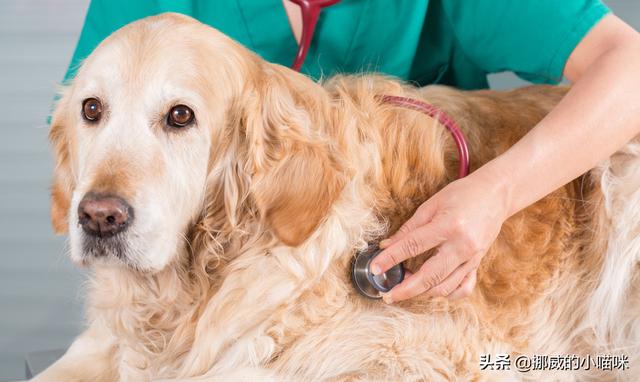 狗尿:狗尿不出来有什么办法催尿？