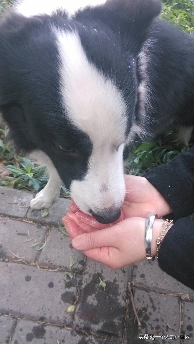 边境牧羊犬智商(边境牧羊犬智商相当于人几岁)
