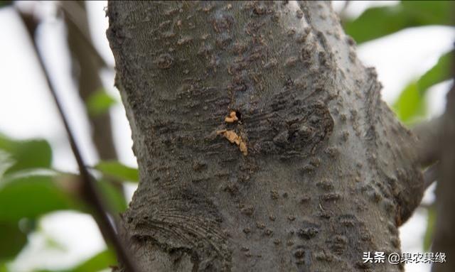 樱桃树干留焦十大名狗怎么治:怎样治疗樱桃树皮里的红颈天牛 樱桃树干被锯一半能成活吗？如何养？