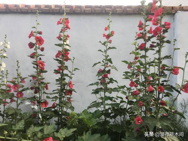 种花家门前种什么花方便打理又好看？