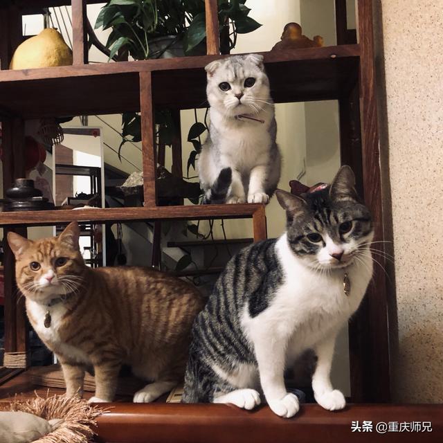 养了一年多的猫咪，家里到处都是毛，还有味道，有点不想养了怎么办？插图62