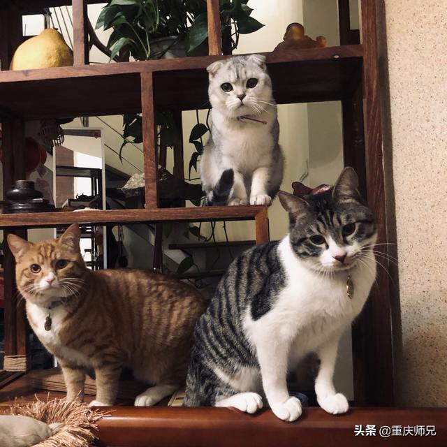 养了一年多的猫咪，家里到处都是毛，还有味道，有点不想养了怎么办？插图62