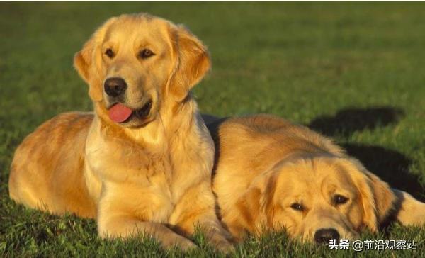 纯金毛小时候的特征:怎么挑选一只优秀健康的金毛幼犬？