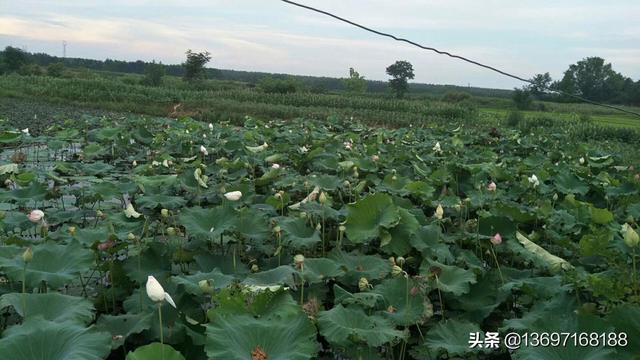 如何做一个纯粹的红颜知己？