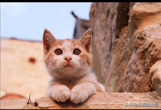 猫传腹:猫传腹已不再是不治之症，放弃还是坚持？