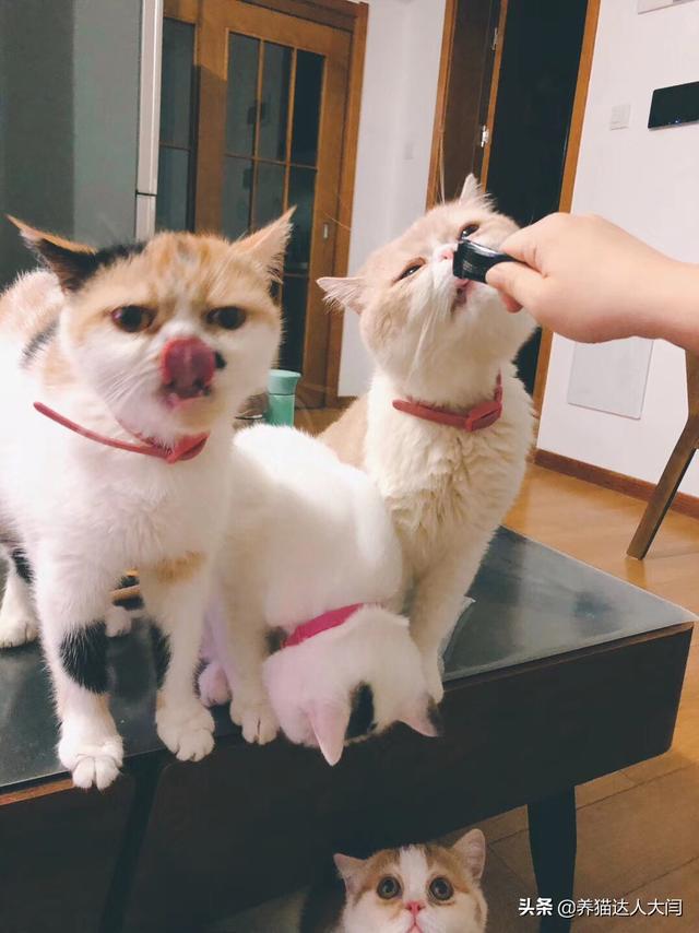 宠儿香猫咪营养膏:猫咪一定要吃营养膏吗?不吃可不可以？