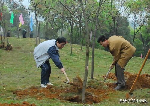 树苗怎么种,果树苗怎么种植成活率高？