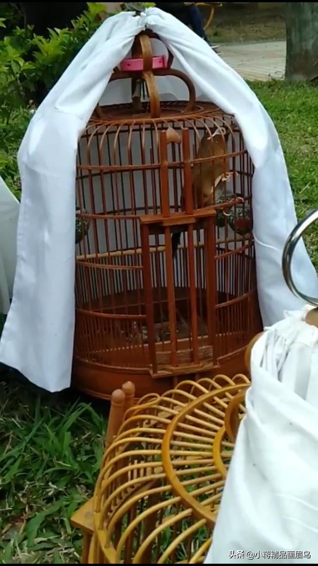 画眉鸟论坛交流:画眉鸟打鸟怎么喂养好，多久可以开打？ 画眉鸟交流