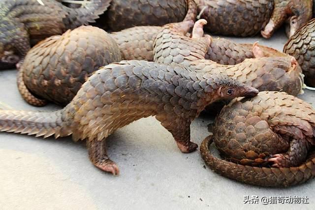 南非犰狳蜥:世界上存在过哪些奇特的古生物？ 南非犰狳蜥蜴