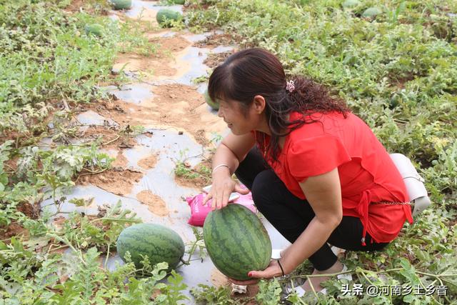 百年前的顶级西瓜长啥样，怎么种植西瓜才能高产要预防哪些病虫害