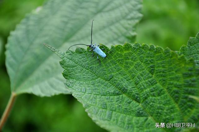 水蛇:苎麻与水蛇麻有什么区别？怎样区分？