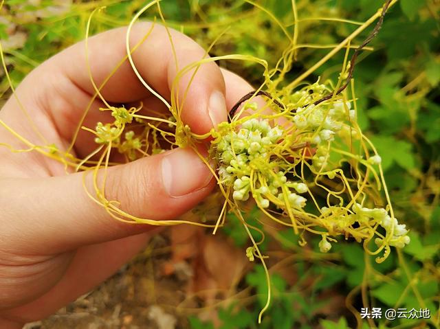 农药百灭宁:花生田有吐丝子用什么农药打？