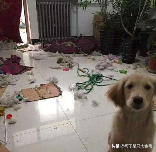 2个月金毛犬图片:你们是怎样忍受两个月的金毛的？