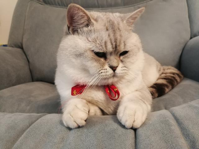 抓猫:抓猫神器 被猫抓出血用酒精消毒有用吗？