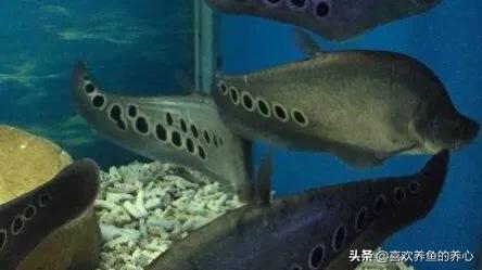 七星刀鱼怎么繁殖:怎么培养七星刀鱼吃人工饲料？