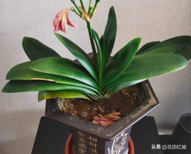 垂笑君子兰几月换盆:君子兰换盆后怎么判断开花 这个季节开完花的君子兰可以换盆吗？谢谢？