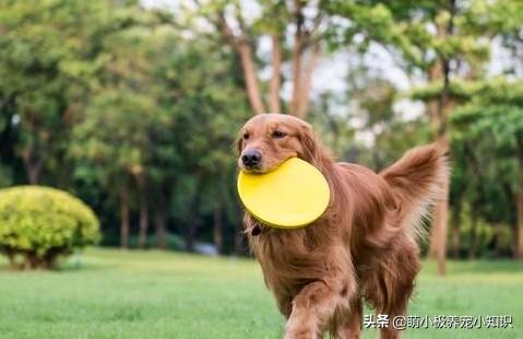 狗接飞盘:如何选择适合狗狗的飞盘？