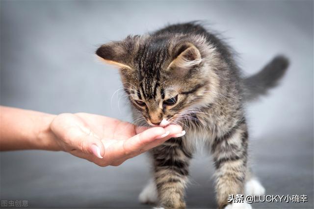 伯爵养猫记:收养了一只流浪猫，很小，有什么养猫方法？ 养猫记作文